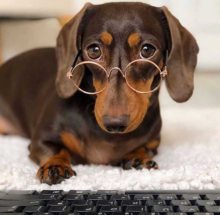 Top 5 Smart Toys That Boost Your Pet’s Intelligence 🐾