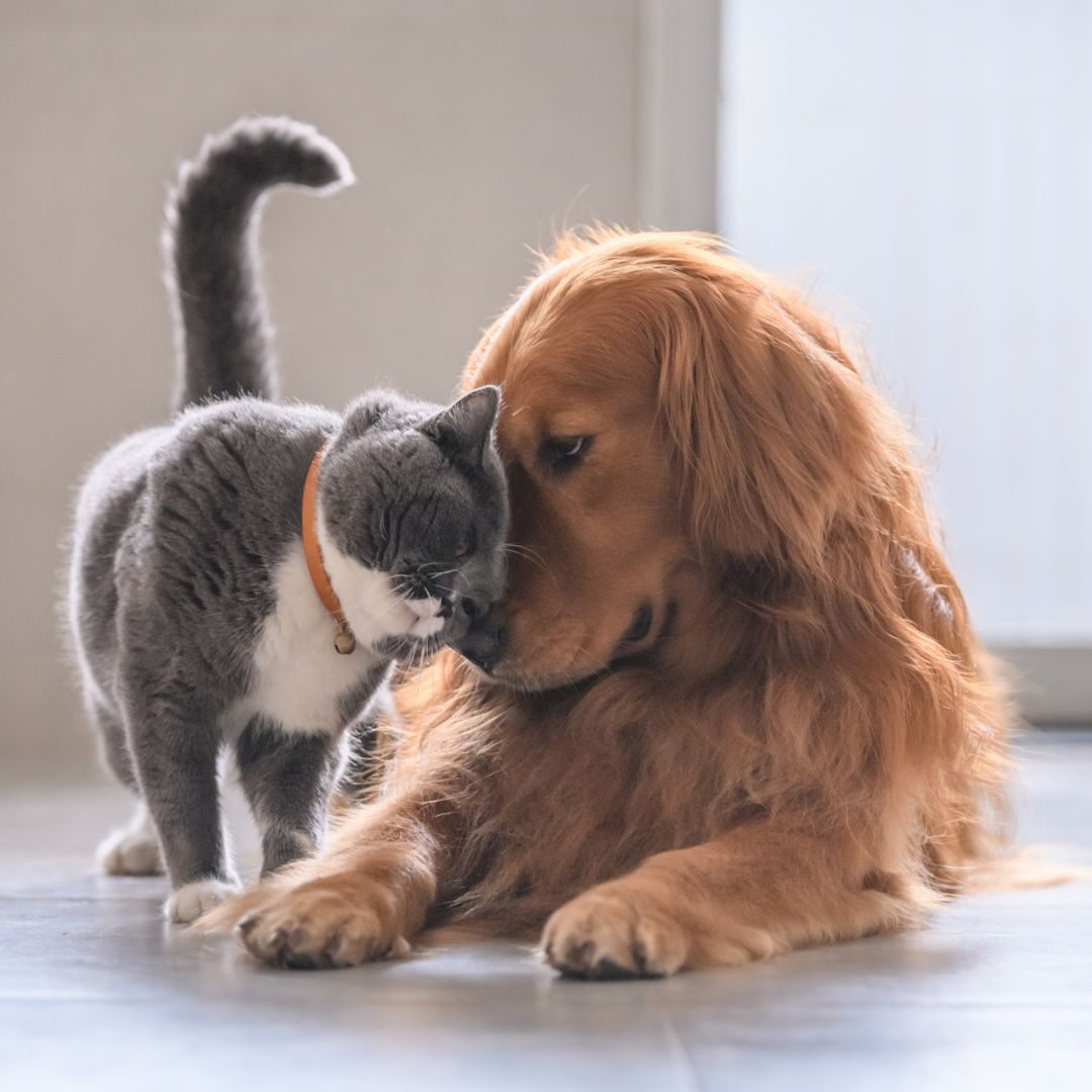 Dogs vs. Cats – Who’s Smarter? 🐶🐱