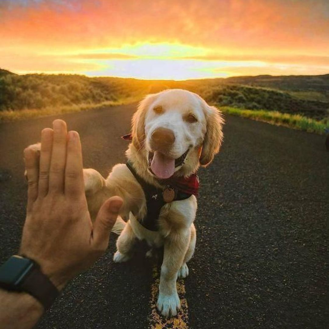 The Ultimate Guide to Training Your Dog Like a Pro 🐶