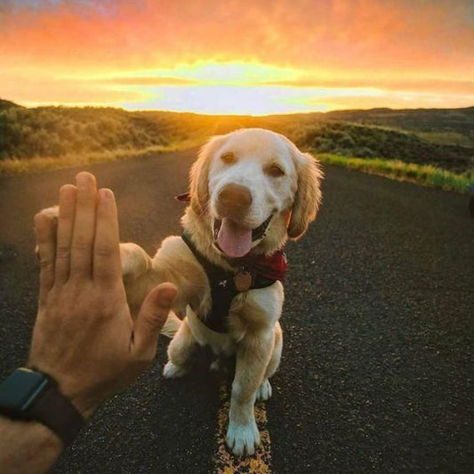 The Ultimate Guide to Training Your Dog Like a Pro 🐶